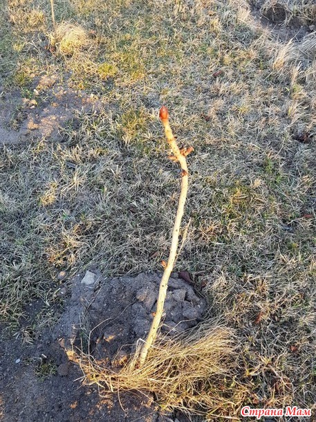 Пробуждение