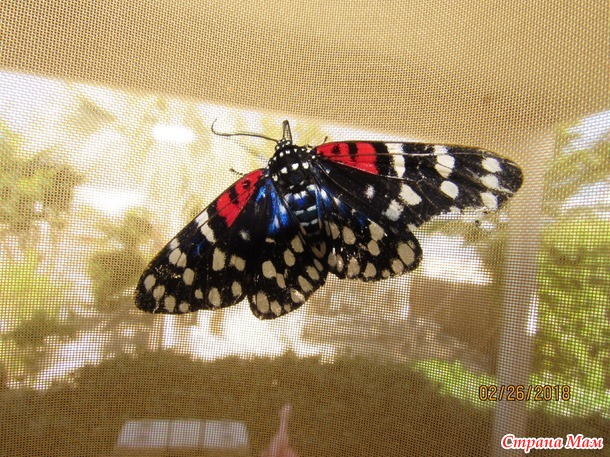 Просто бабочки и мотыльки - они все такие разные :)