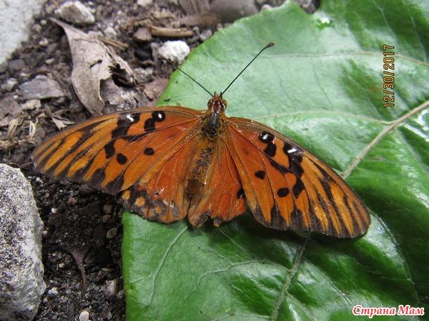 Просто бабочки и мотыльки - они все такие разные :)