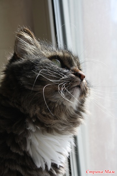 Кузьма и весна. - Страна Мам