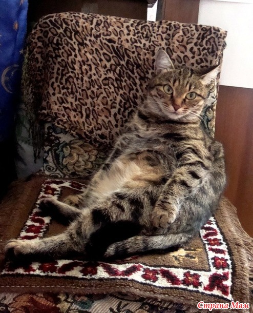 Кошка...