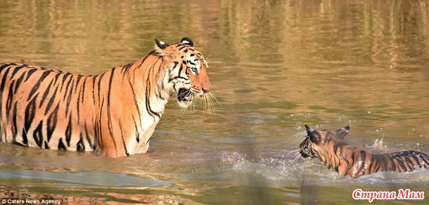 Как тигрица  купала своего малыша в реке