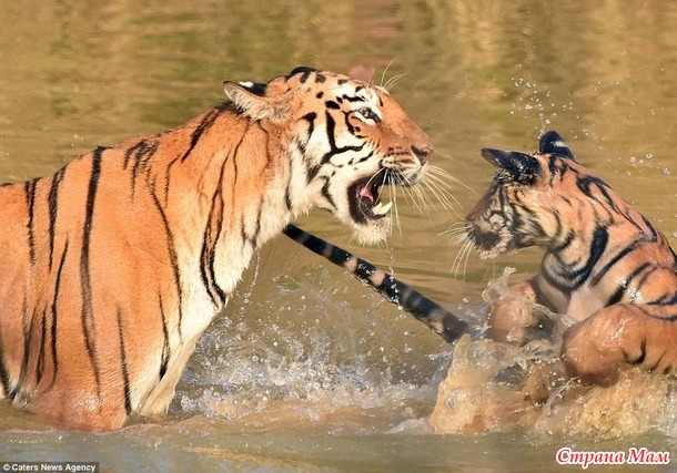 Как тигрица  купала своего малыша в реке
