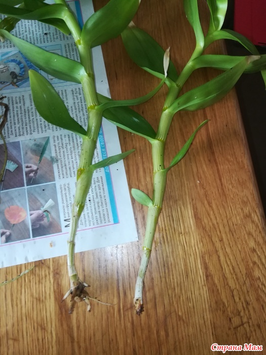 Дендробиум пересадка в домашних условиях. Росток орхидеи Дендробиум. Дендробиум Нобиле псевдобульбы. Орхидея Дендробиум Нобиле пересадка. Орхидея Дендробиум корни.