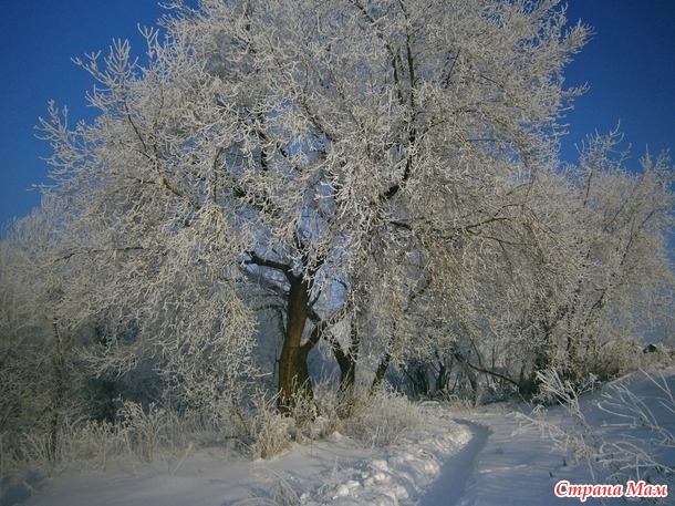 Тропинка в сказочный лес. ( фото)