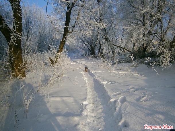 Тропинка в сказочный лес. ( фото)