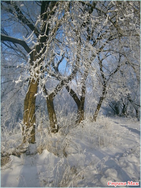 Тропинка в сказочный лес. ( фото)