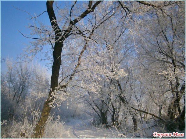 Тропинка в сказочный лес. ( фото)