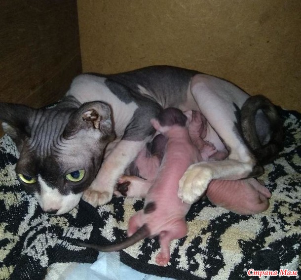 А у нас сегодня кошка родила вчера котят!!