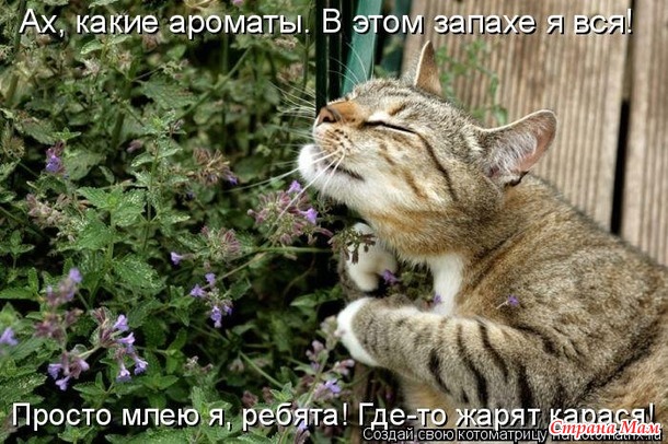  ))