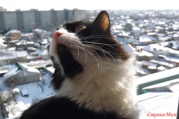 Снежный котик...
