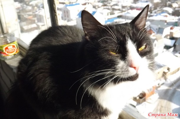 Снежный котик...