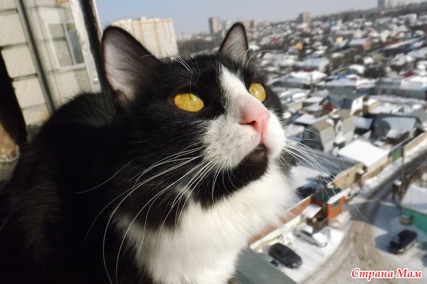Снежный котик...