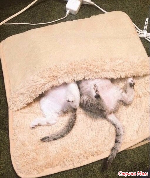       ))