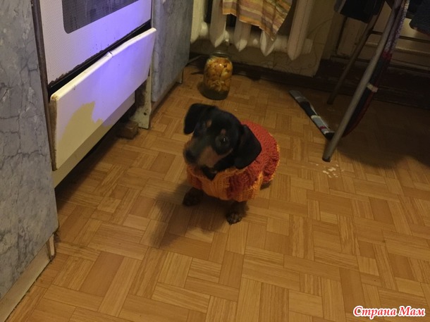 Свитер для таксёныша