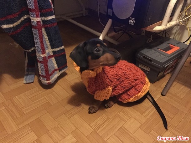 Свитер для таксёныша