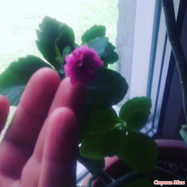 Цветок каланхоэ