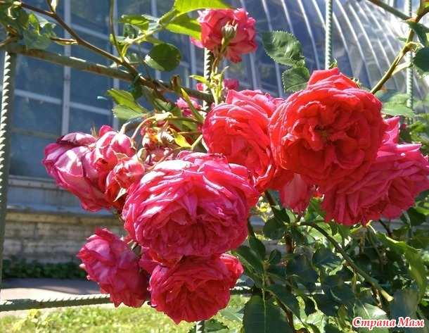 Июль - викторная и пальмовые оранжереи, розарий