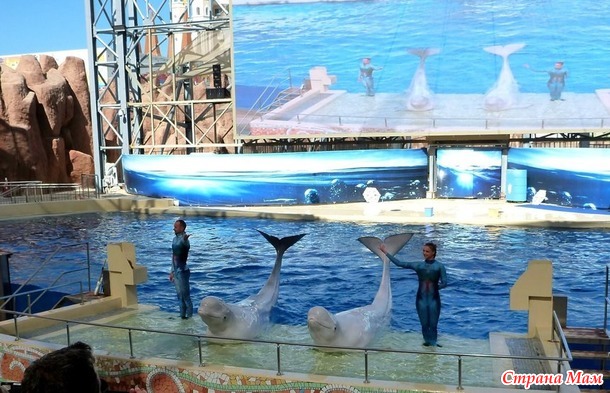 Инструкции по выживанию : один день многодетной семьи в RIXOS