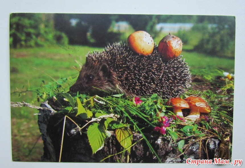 Ежики носят яблоки. Ежик с грибами. Ежик с грибами и ягодами. Гриб с ежами. Ежик собирает грибы.