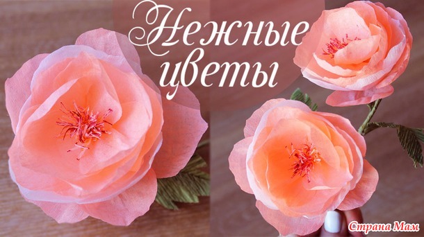 Создаем нежные цветы из крепированной бумаги