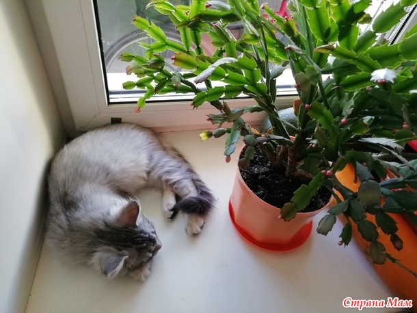 Кунёнок Филька. Две недели дома.