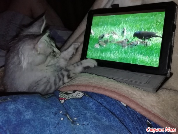 Кунёнок Филька. Две недели дома.