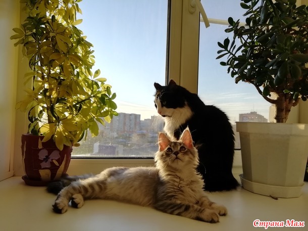 Кунёнок Филька. Две недели дома.