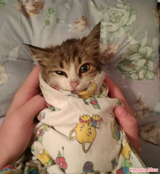 Усе пропало... Не мурлычит кошка :(