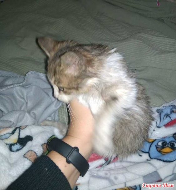 Усе пропало... Не мурлычит кошка :(