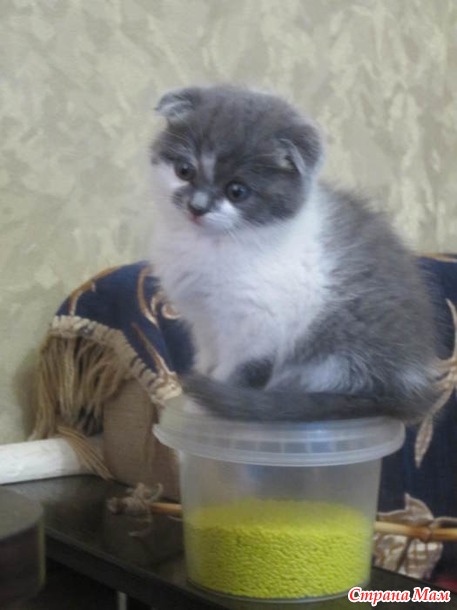 Ну что знакомимся!?
