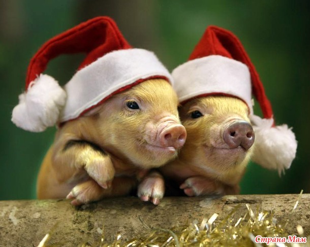 ��������� ��������, ���� ���������� � 2019 ����! ������ ����!!!+ �����!!!