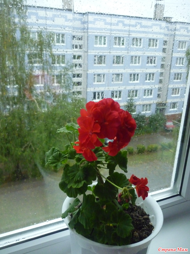 . Бактус - Вязание - Страна Мам