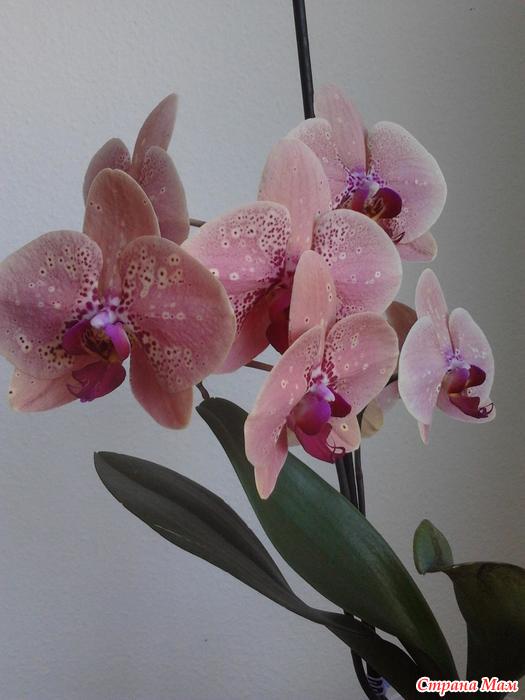 Как реанимировать орхидею в домашних условиях: всё о восстановлении
