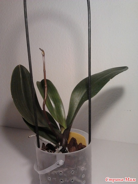 :  (Phalaenopsis)
