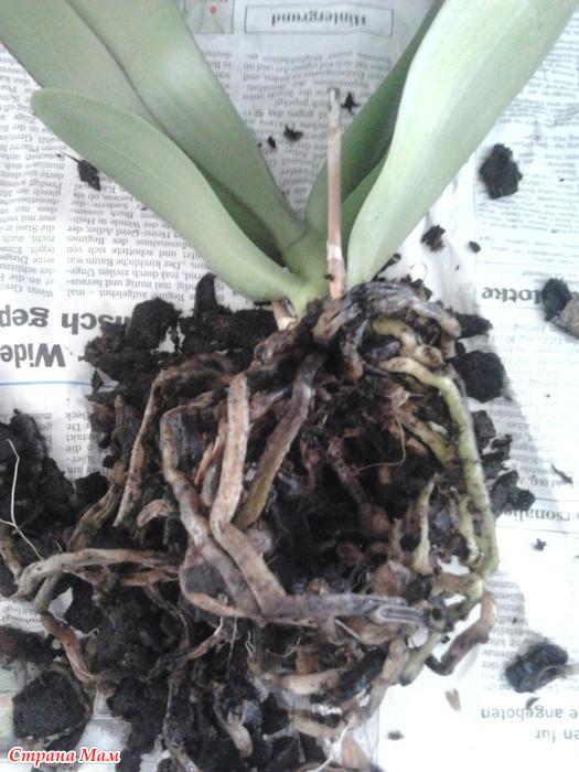 Реанимация орхидеи без корней с вялыми листьями в домашних условиях