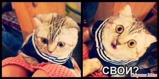 Котеки! Зверушки! )))
