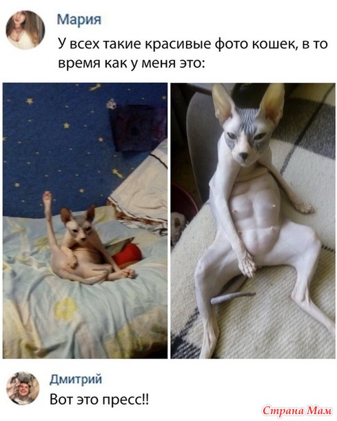 Котеки! Зверушки! )))