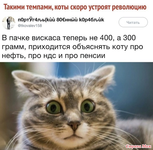 Моя твоя понимает! (для кошатников)