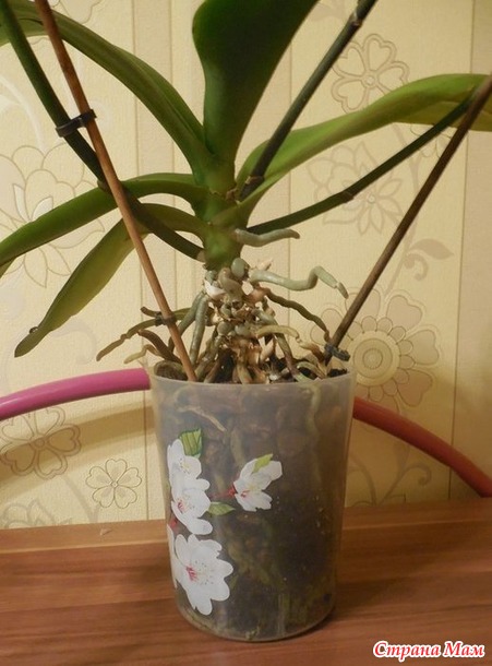 :  (Phalaenopsis) -   