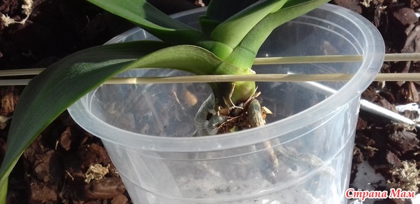 :  (Phalaenopsis) -   