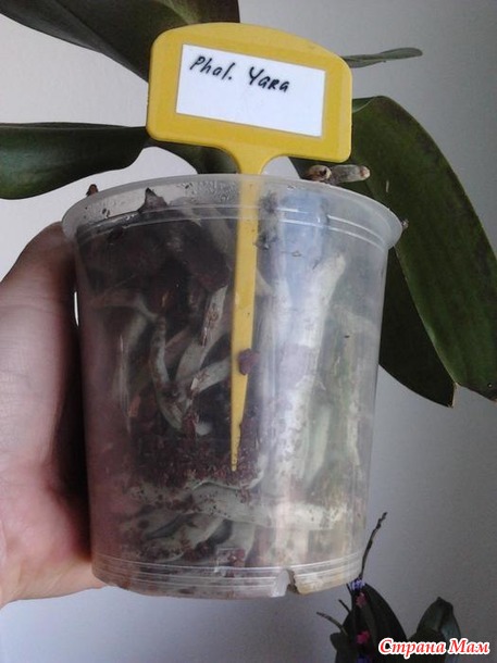 :  (Phalaenopsis)