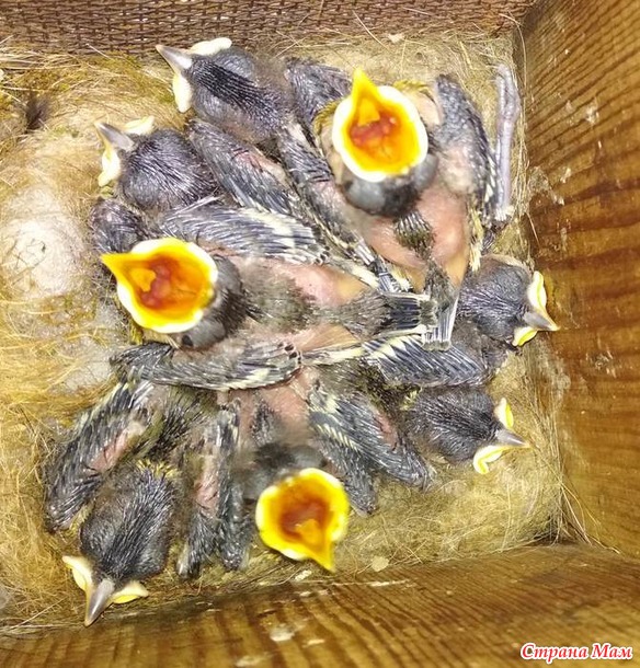 Синички и птенцы 2019. МНОГО ФОТО