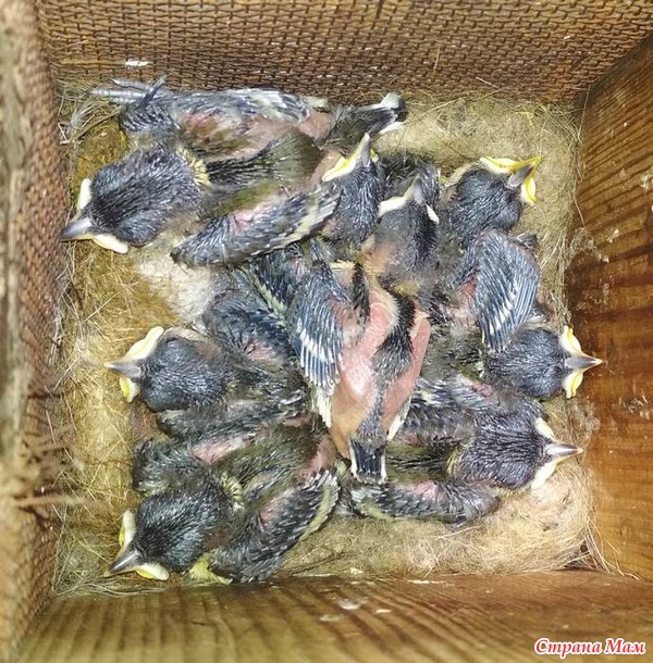 Синички и птенцы 2019. МНОГО ФОТО