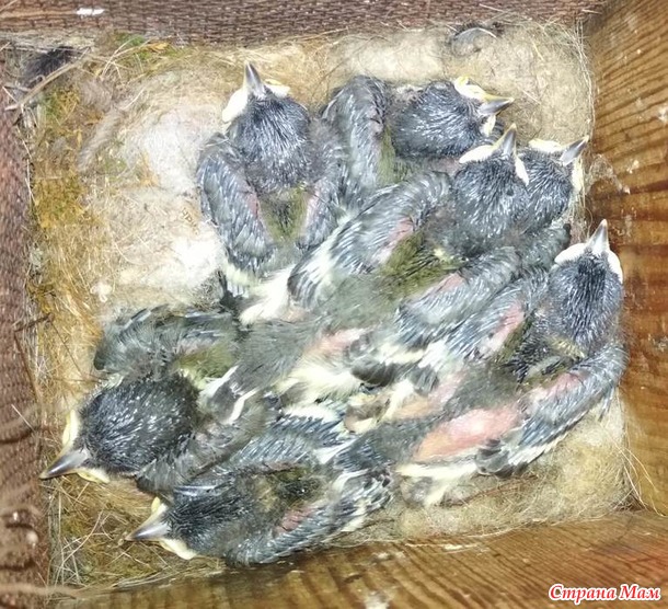 Синички и птенцы 2019. МНОГО ФОТО