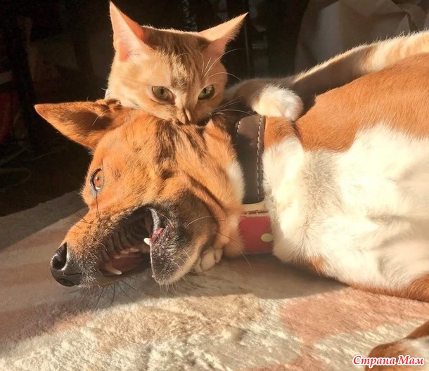 Котейное