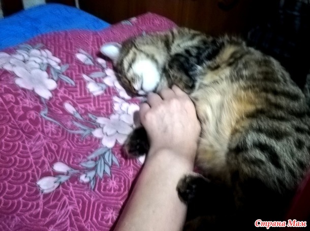 Настроение - тёплые коты