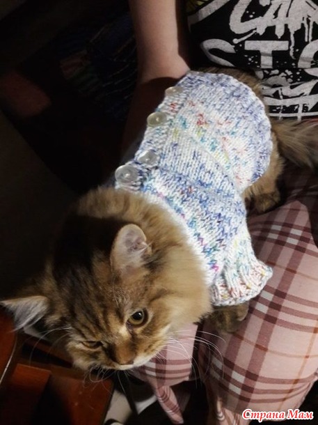Наши кошки. Грустное продолжение.