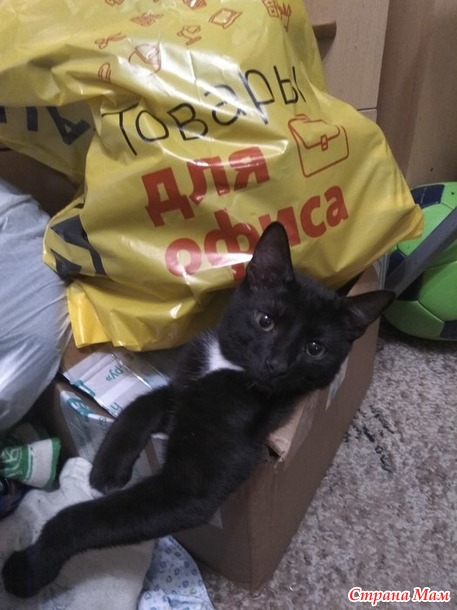 Давно не писала про своих котэ. Внимание будет многабукв.