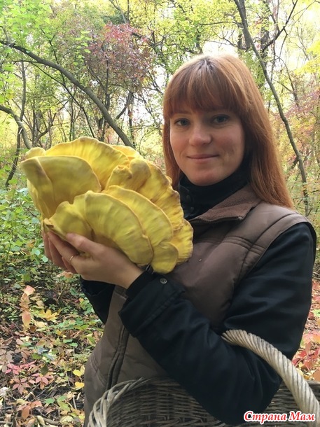 Съедобные и несъедобные грибы в городском парке